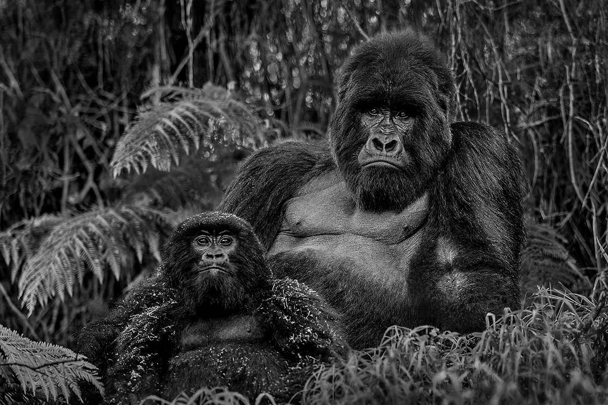 father and son gorilla