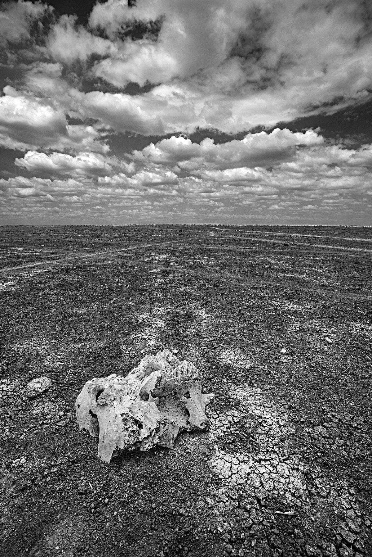 A skull on the ground