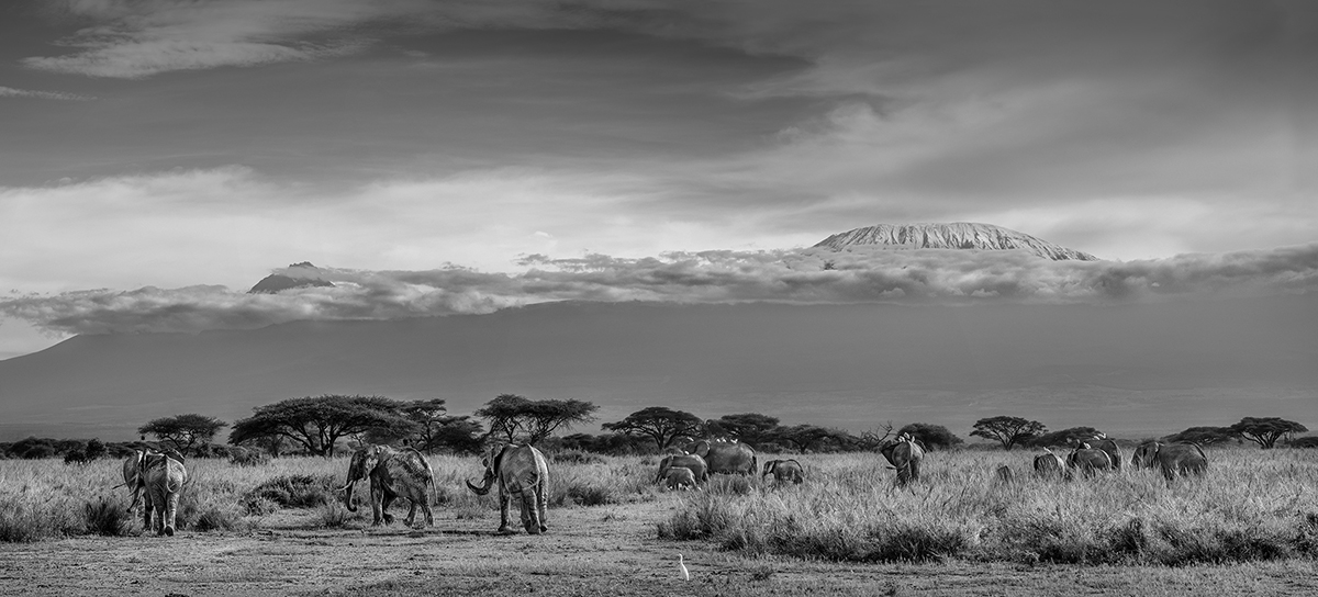 The top of a mountain in clouds and elephants walking in a safari