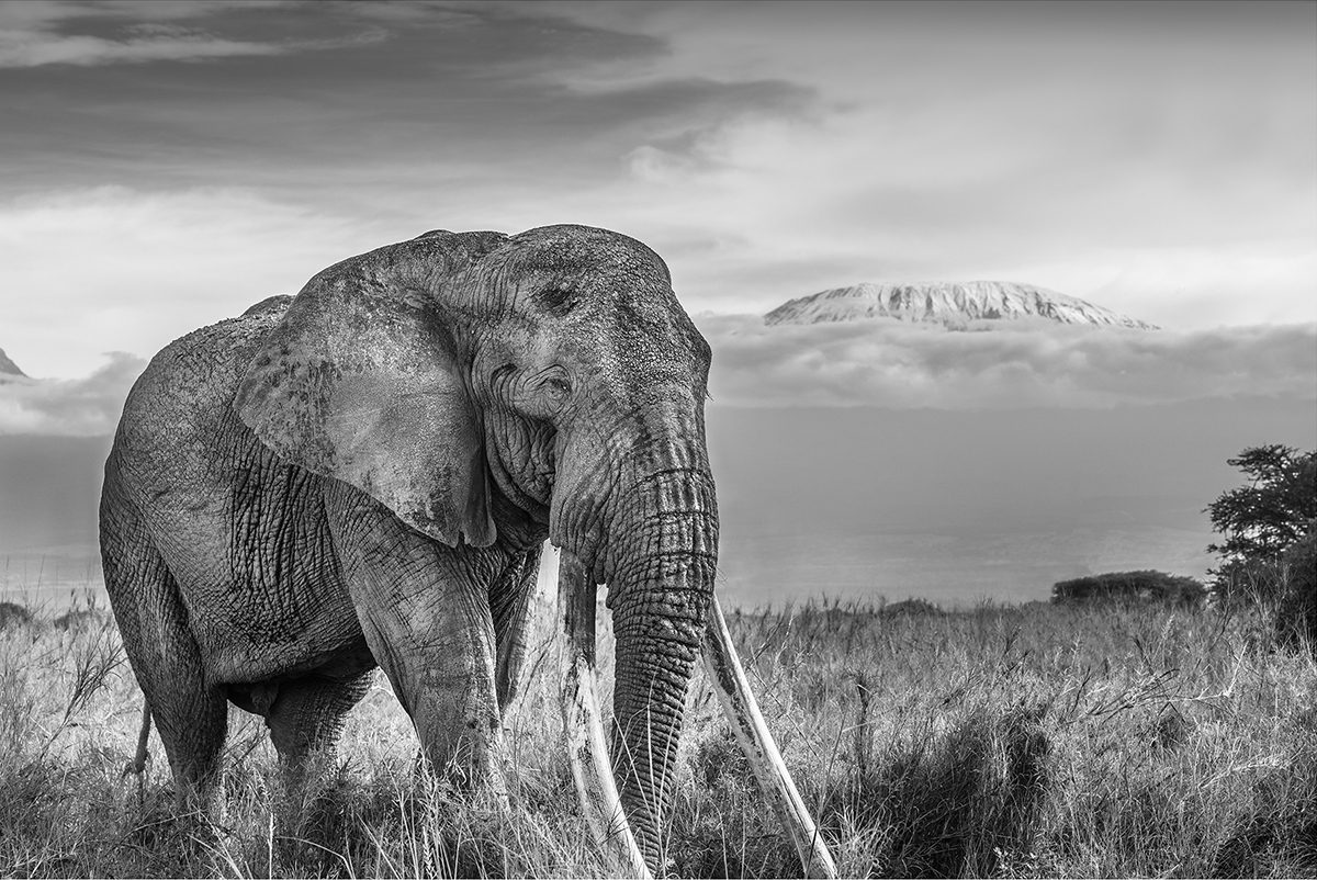 An elephant walking in a field with Kilimanjaro in the background