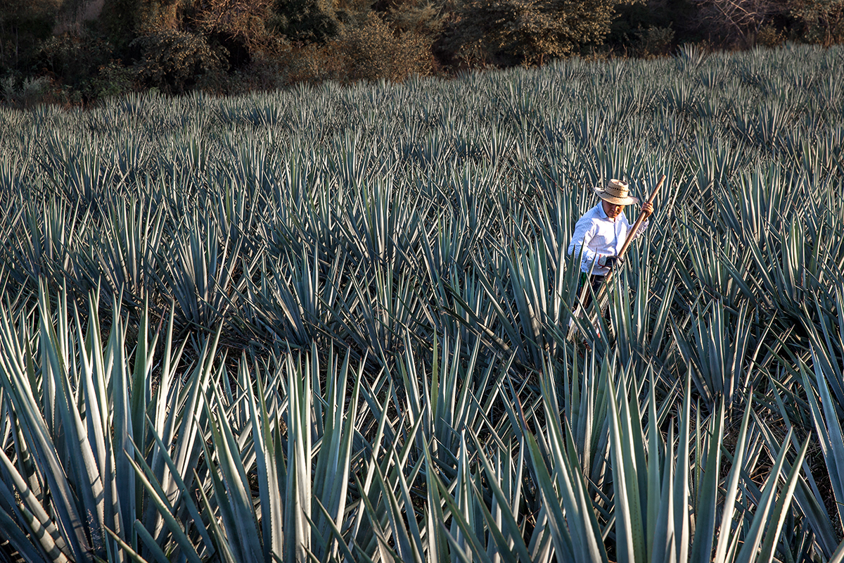 A man working in a tequila agave field