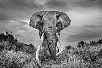 An elephant standing face on with large tusks