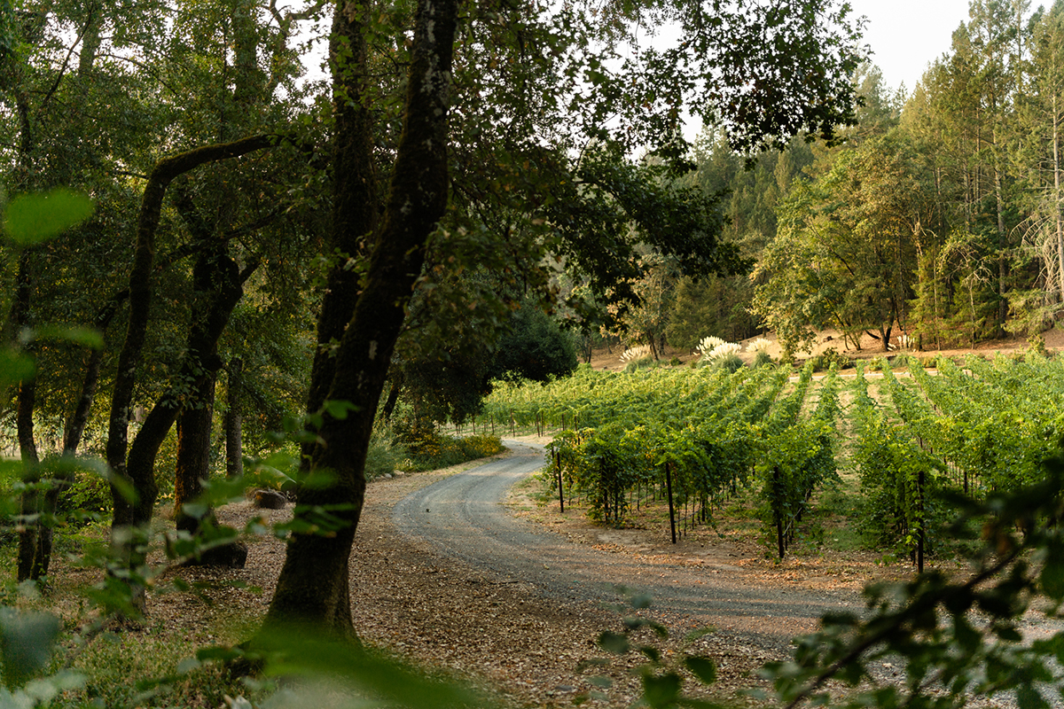A vineyard with a road curving round and trees
