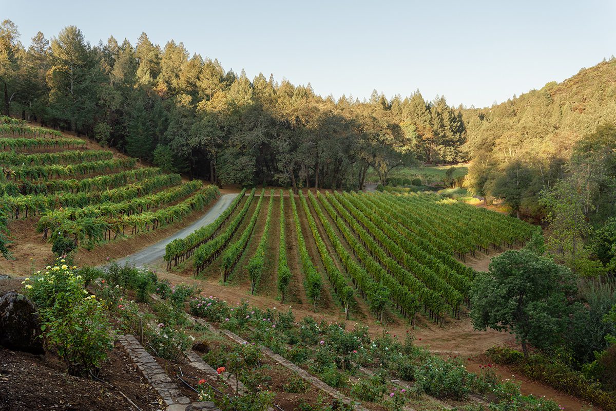 A vineyard with flowers growing on the side and sun shining on the trees