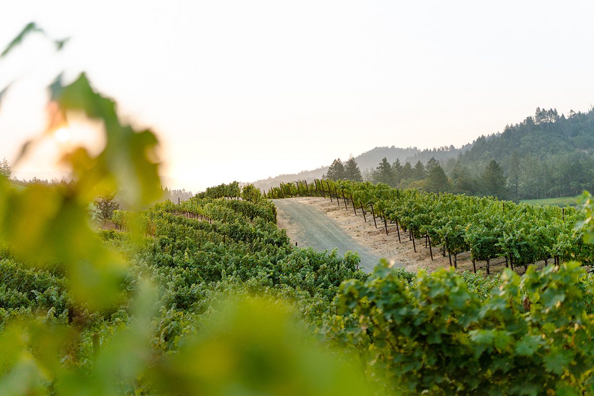 A vineyard and a road