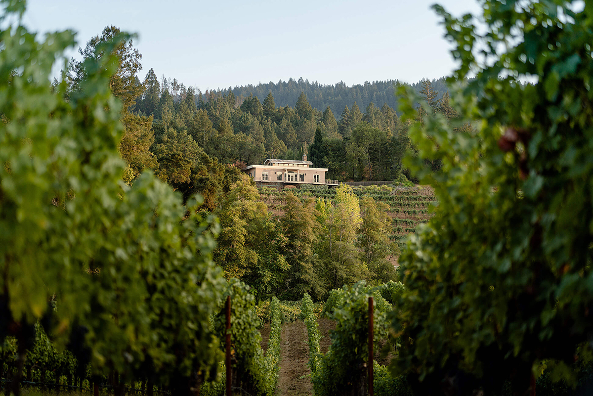 A house in the distance surrounded by grape vines