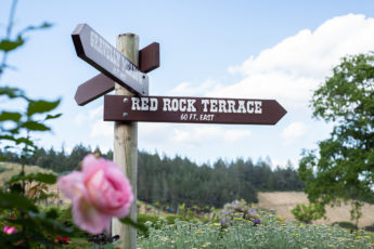 An arrow sign saying 'Red Rock Terrace' with bushes and a pink rose