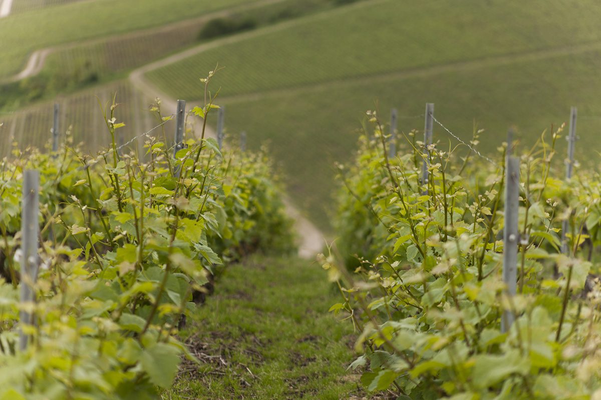 A green vineyard