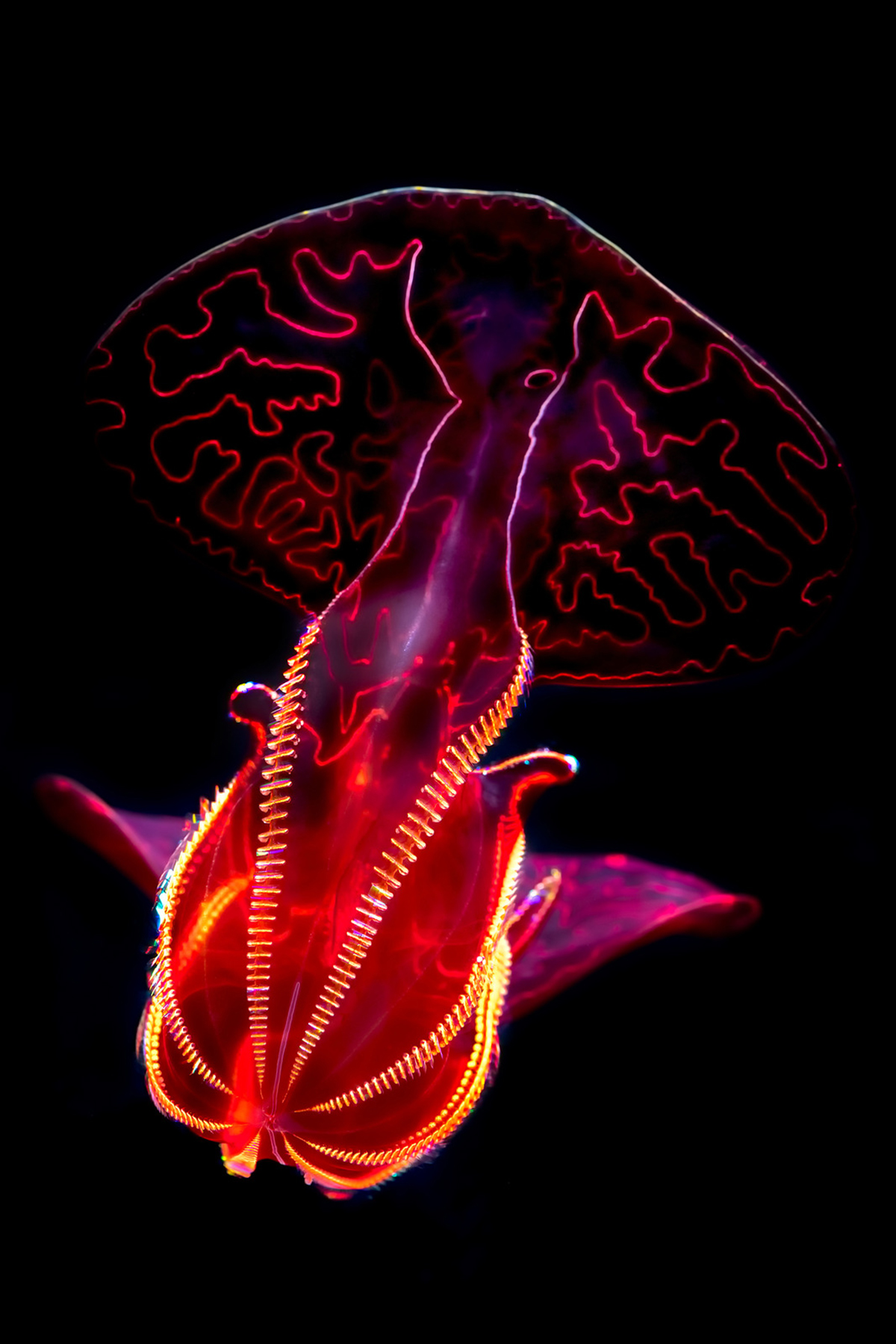 An orange and pink luminous jellyfish