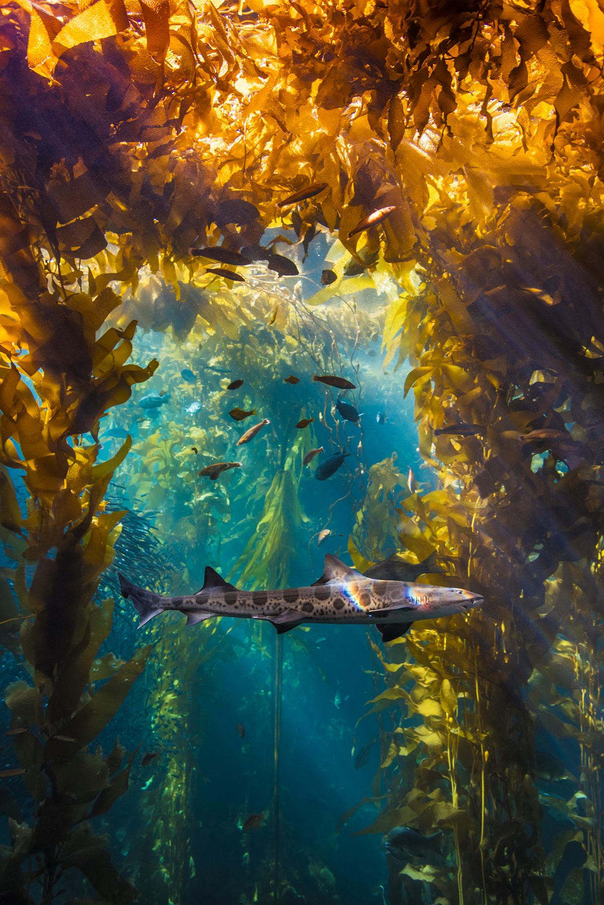 a shark swimming through a forest of kelp