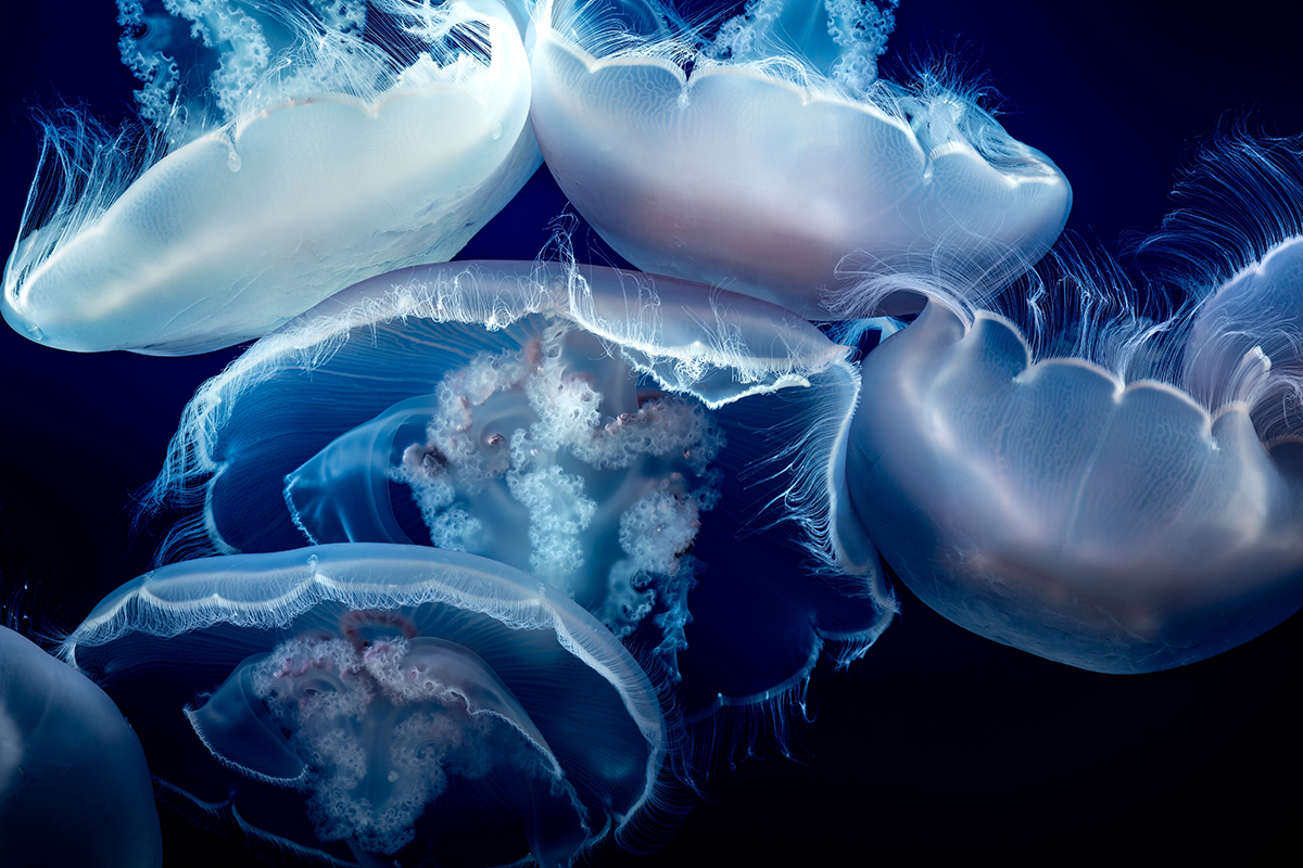 Blue jellyfish all entangled in eachother