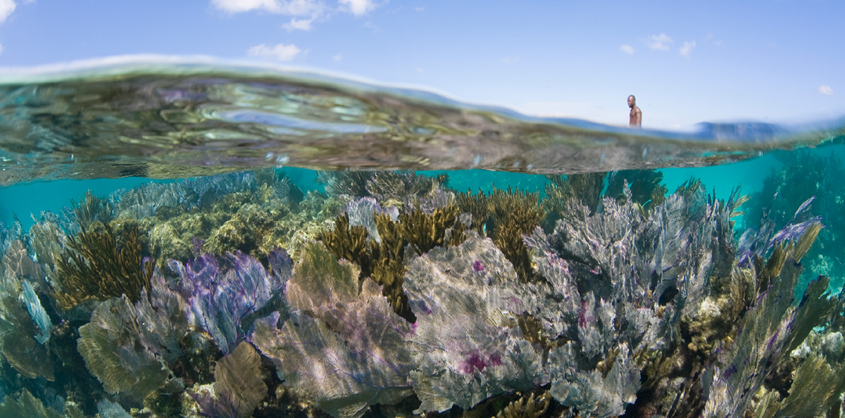 A coral reef under the sea