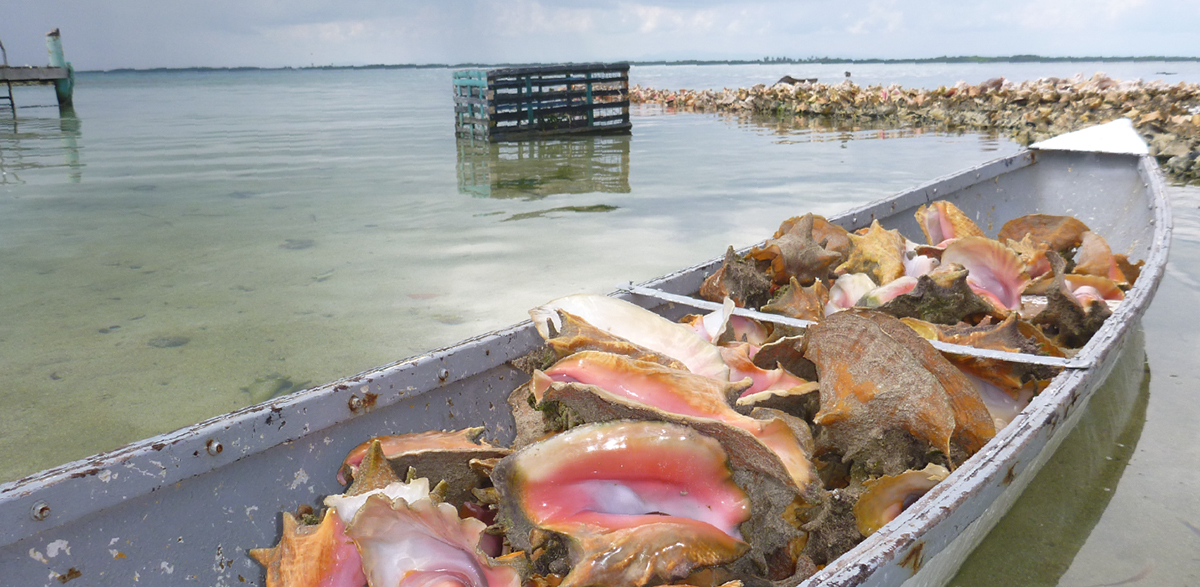 shellfish in a fishing boat