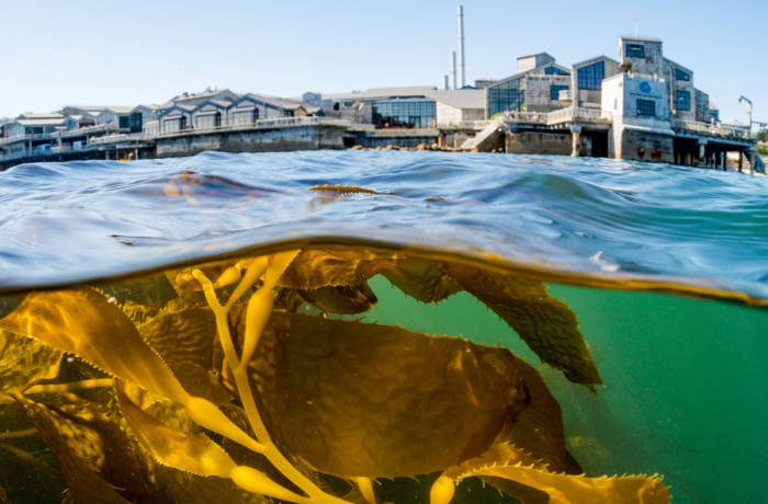 seaweed in the water and a building on the shore