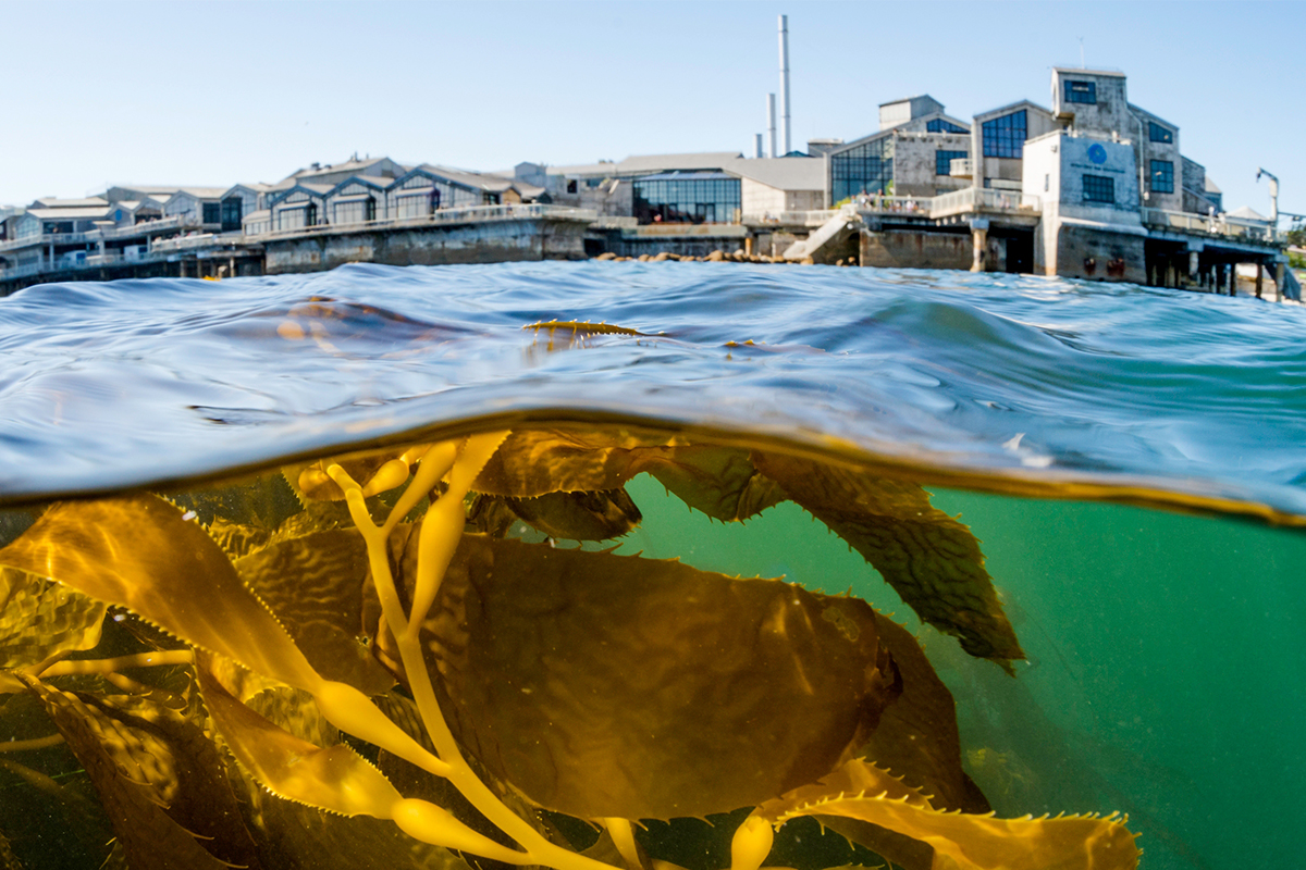seaweed in the water and a building on the shore