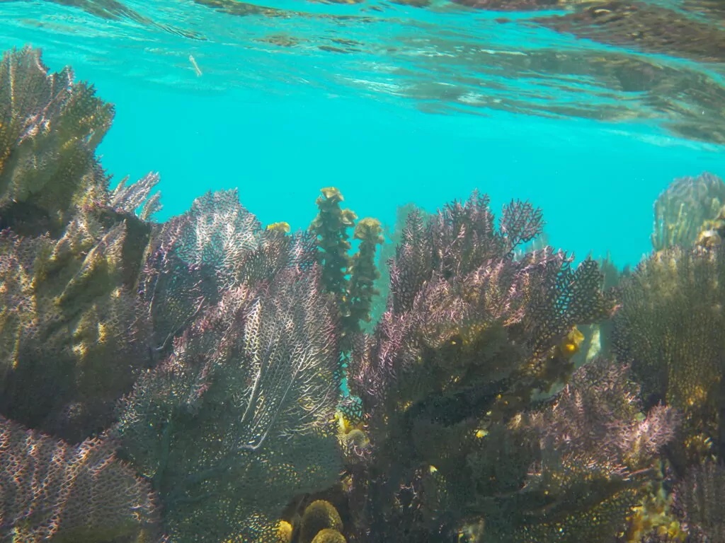 Purple and brown corals in turquoise water