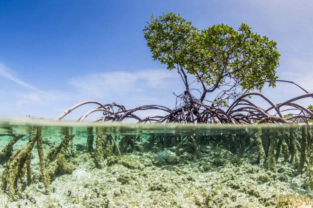 mangroves in water