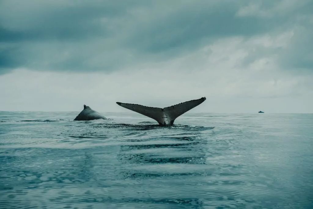 A whale's head and tale sticking up in the ocean