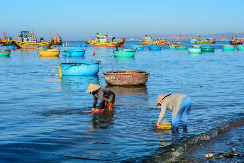 Women with traditional hats working in the sea catching fish