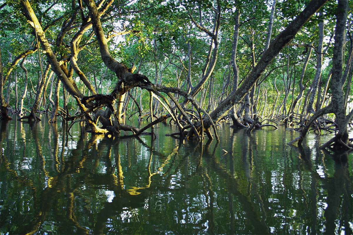 trees in a swamp