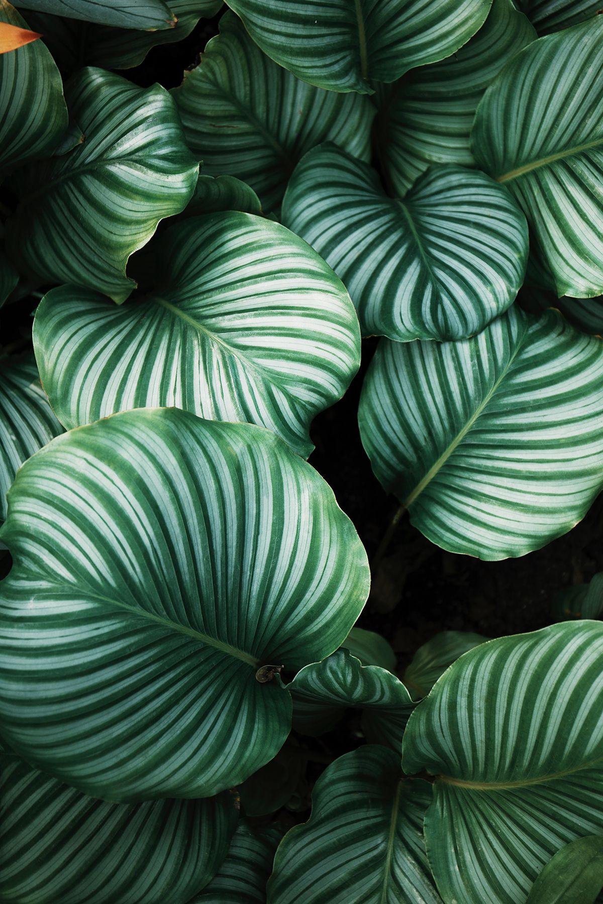 green leaves with a ribbed pattern