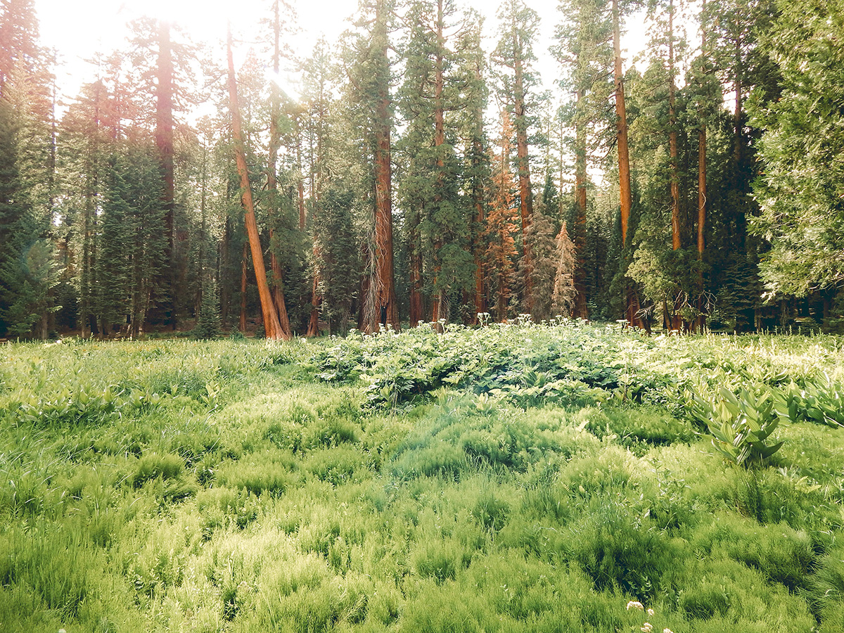 green trees in a meadow