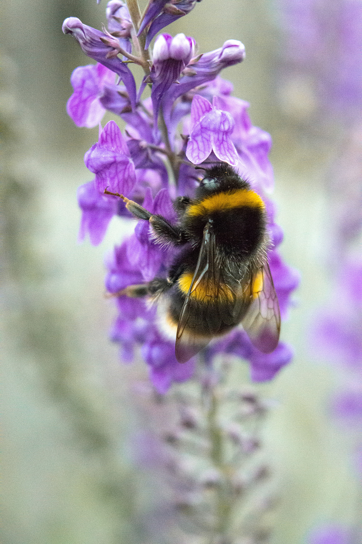 A bee on a purple flower