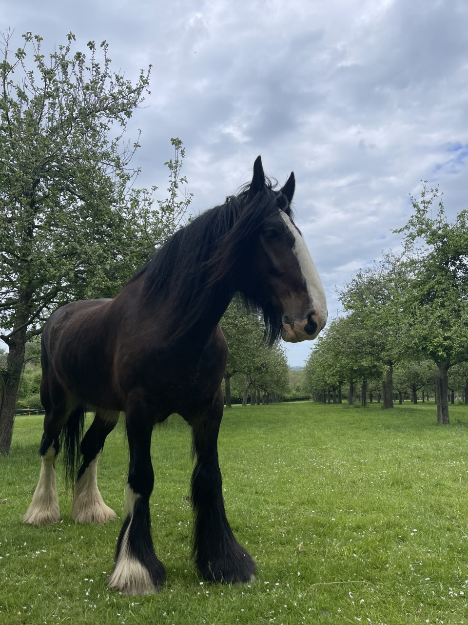 A black horse with a white nose and two white back feet standing on the grass