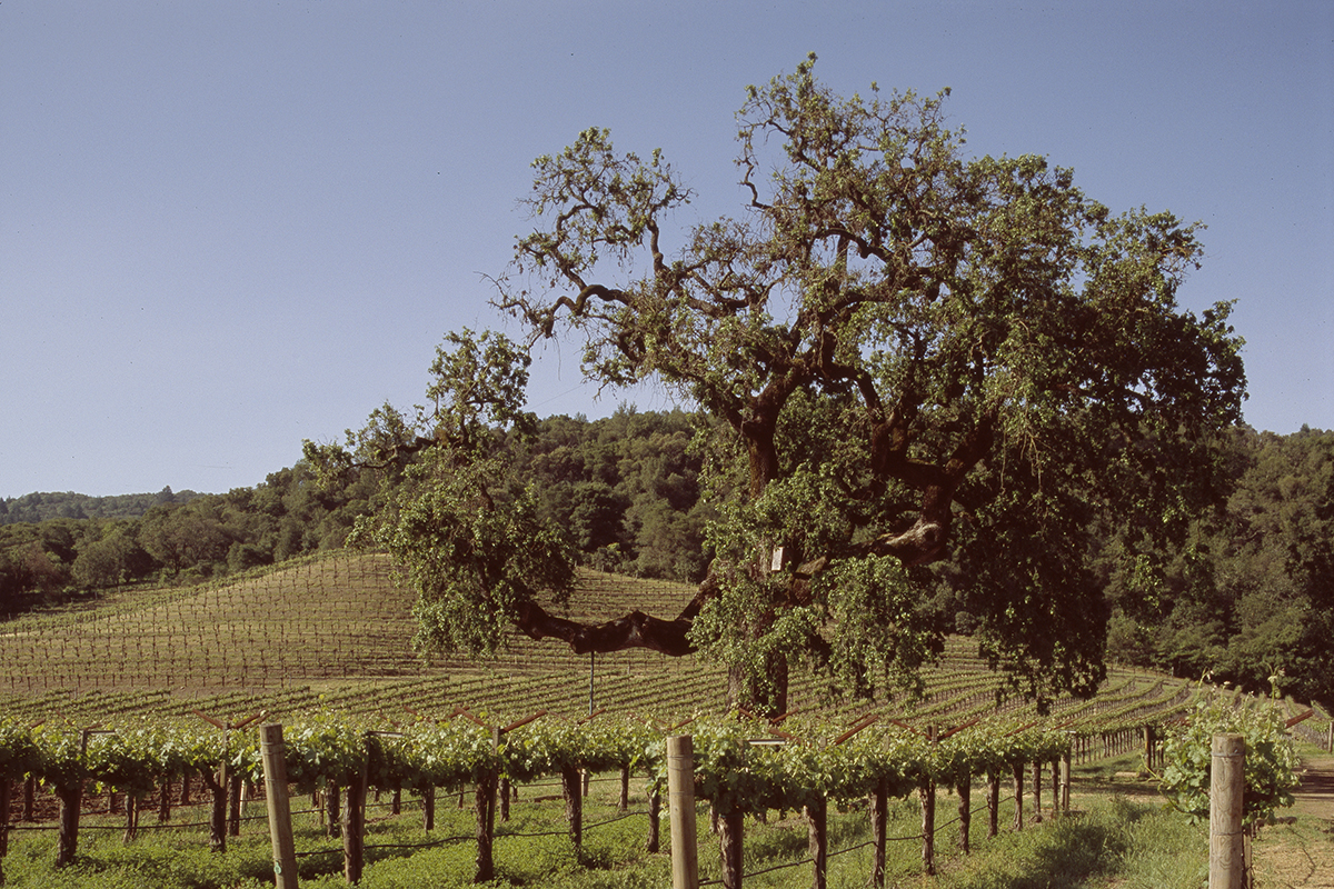 vineyard with a tree