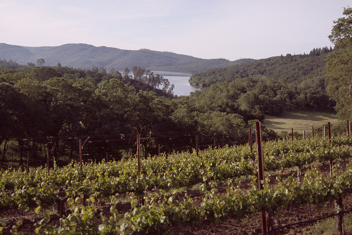 A vineyard with mountains and a lake in the distance