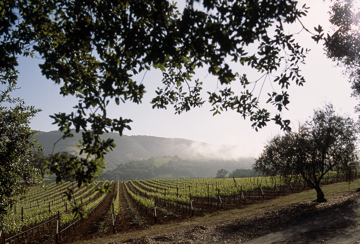 A tree and the sun shining over a vineyard