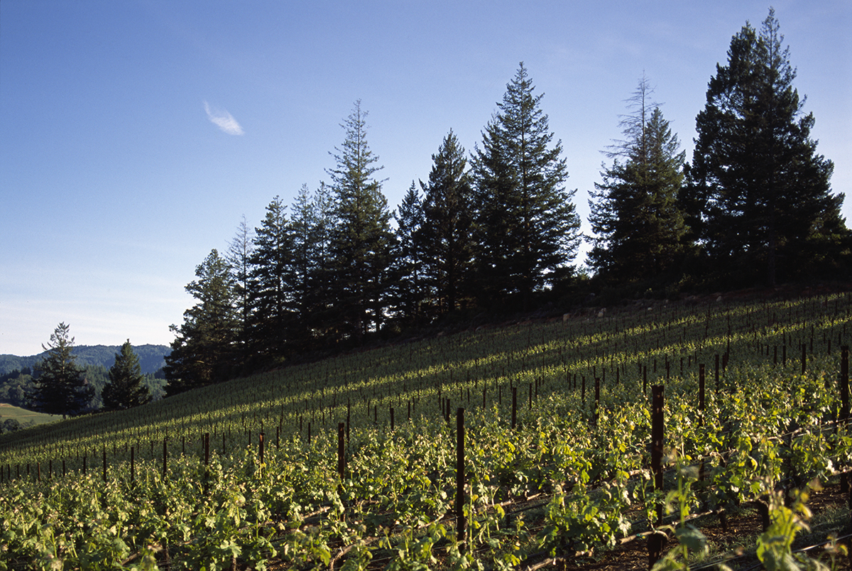 A vineyard surrounded by fur trees