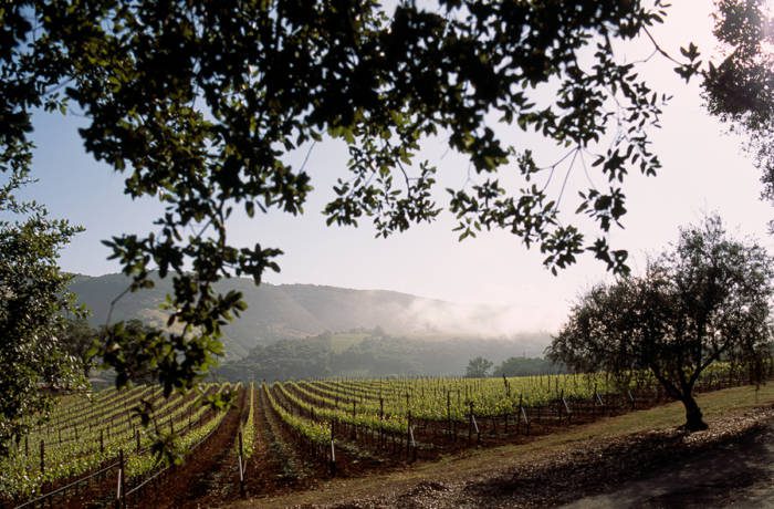 A tree and the sun shining over a vineyard