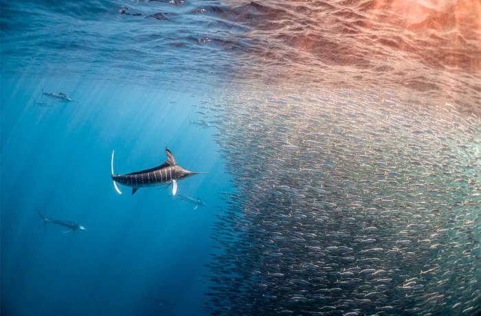 swordfish in the sea swimming to a swarm of fish