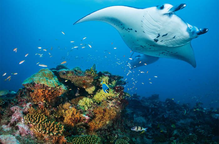 sting ray swimming above colourful corals in the sea