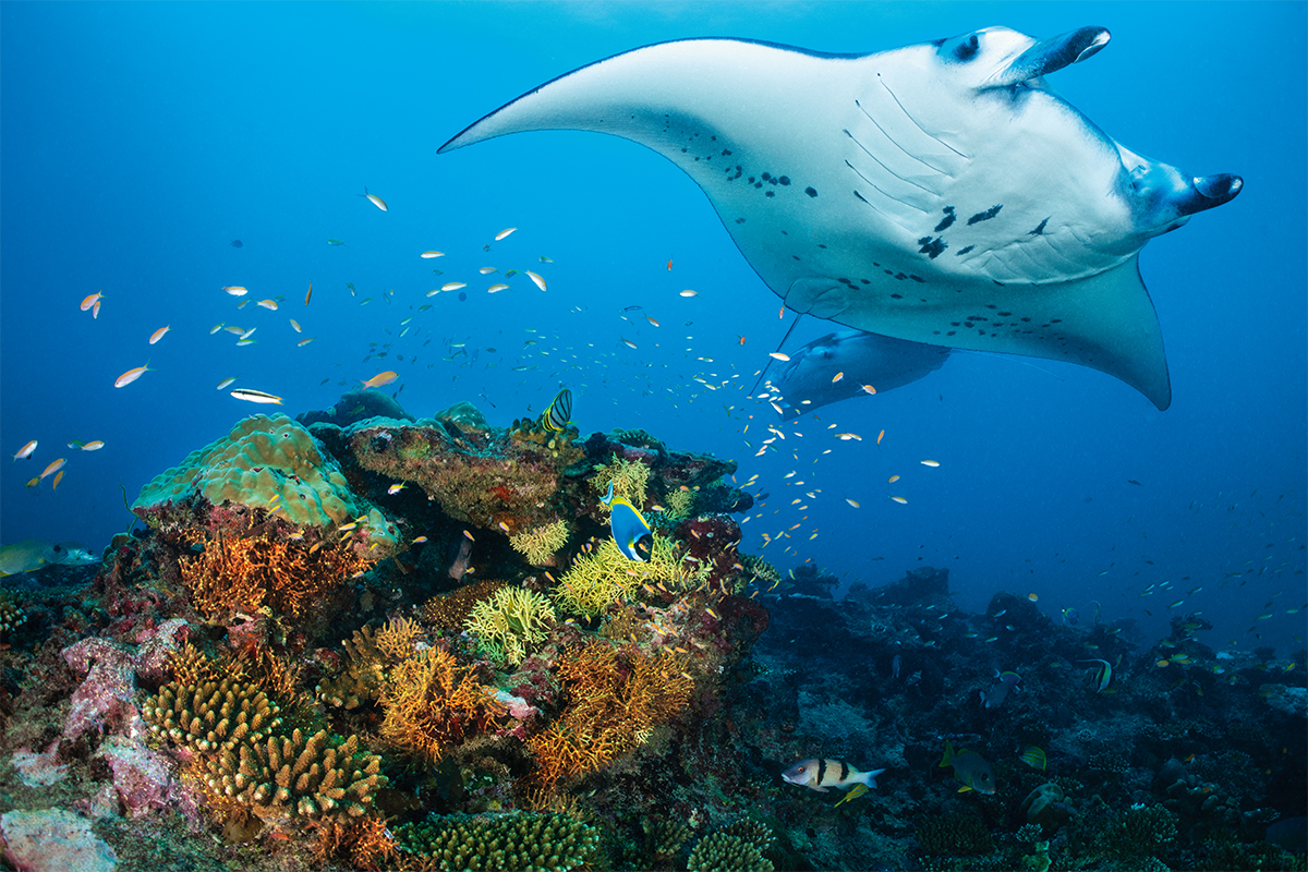 sting ray swimming above colourful corals in the sea