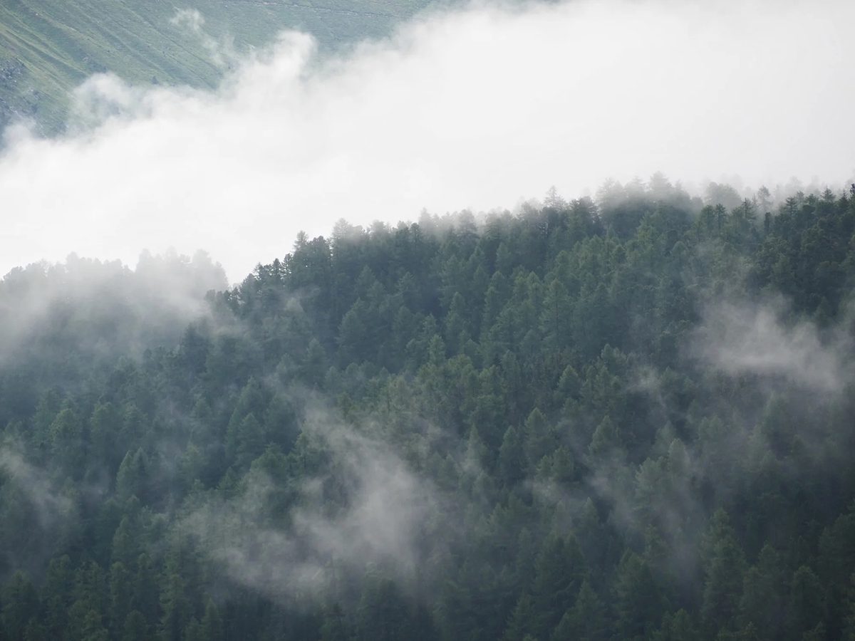 a forest in the clouds