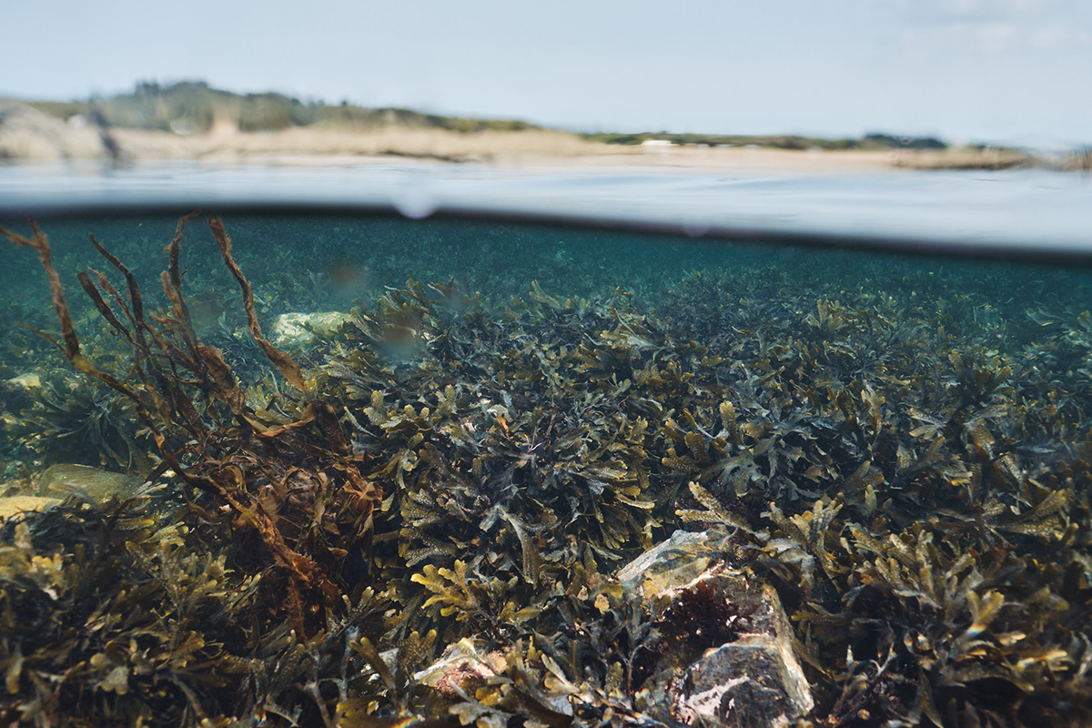 seaweed shot under water 