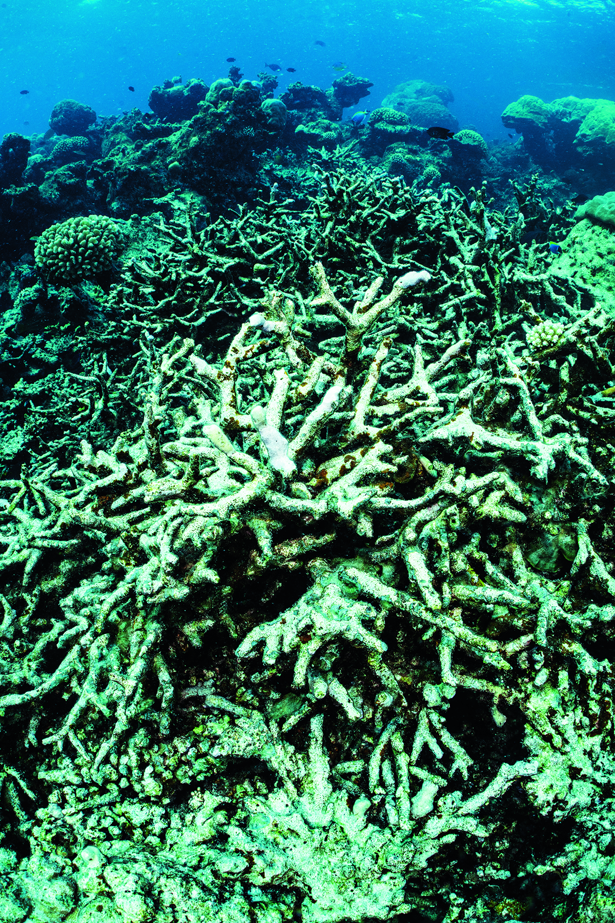 dead corals in the sea