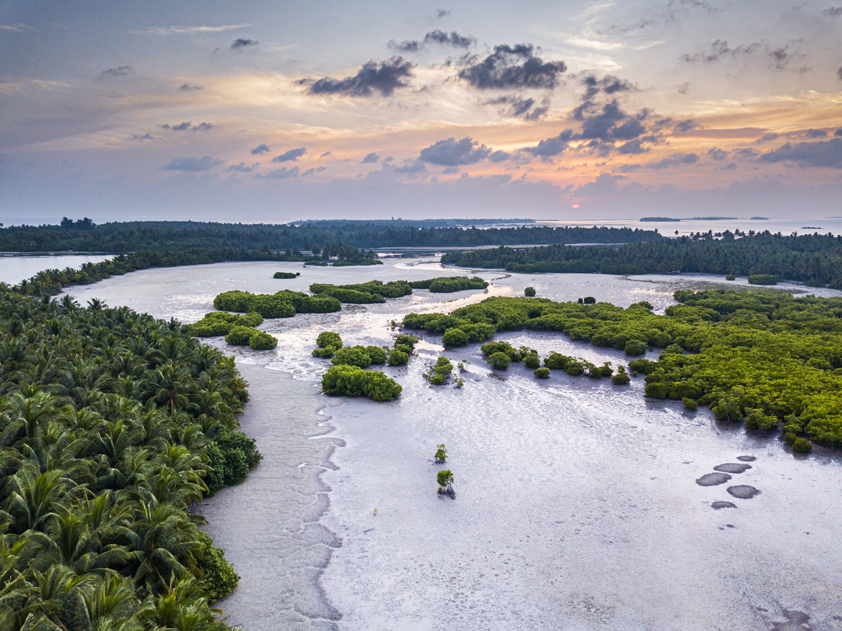 mangroves and clouds in the sky