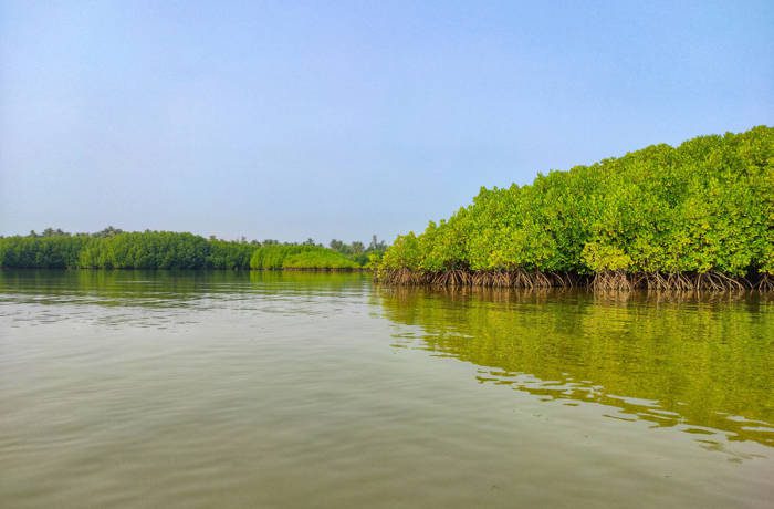 green mangroves in a green river