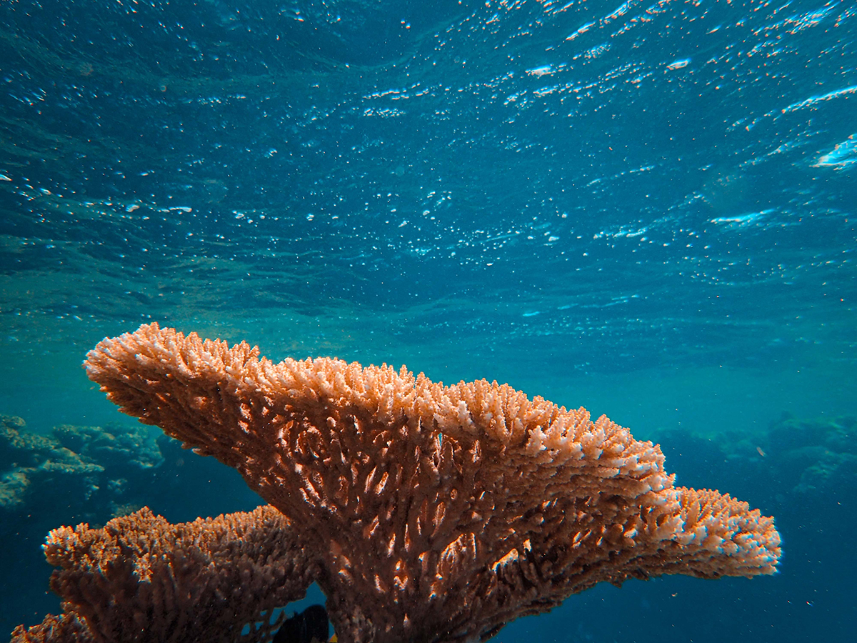 a brown coral under the blue sea