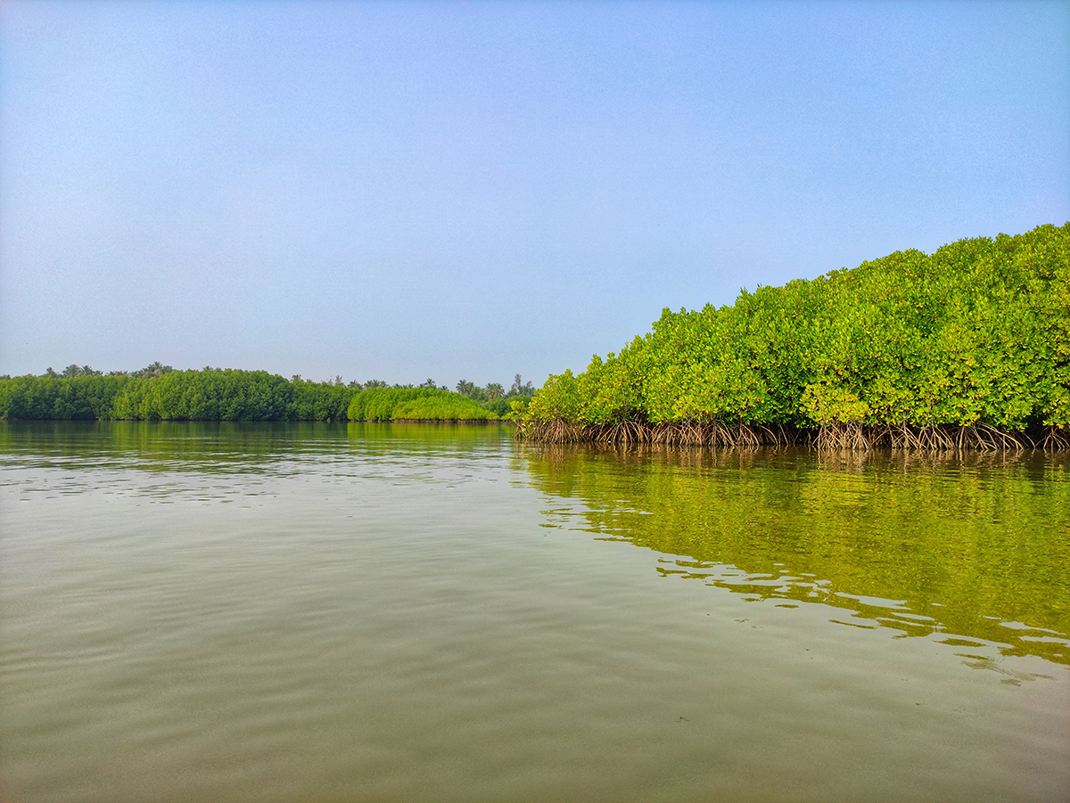 green mangroves in a green river