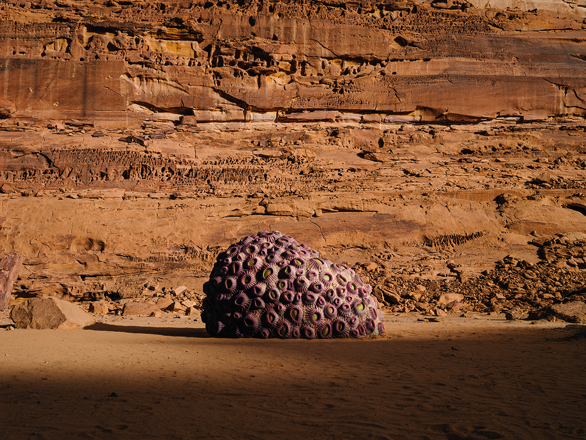 A large coral in the dessert