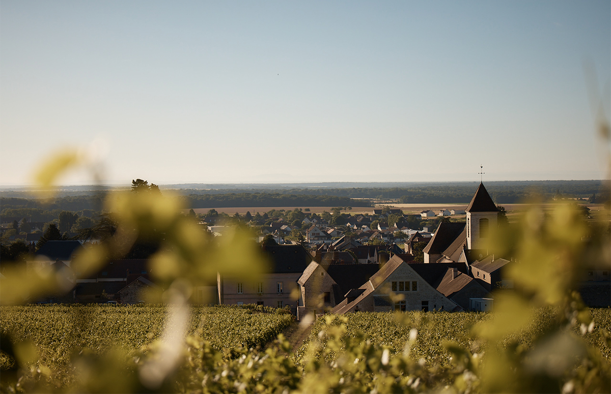 vineyards and blue sky