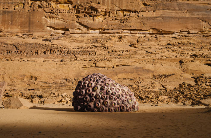 A large coral in the dessert