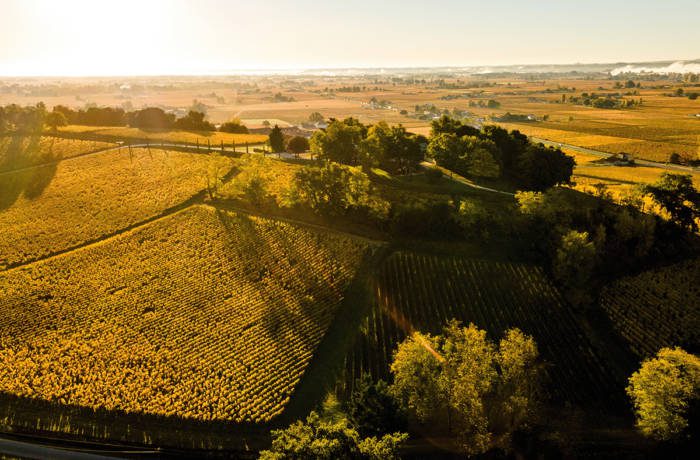 A valley of vineyards in the sun