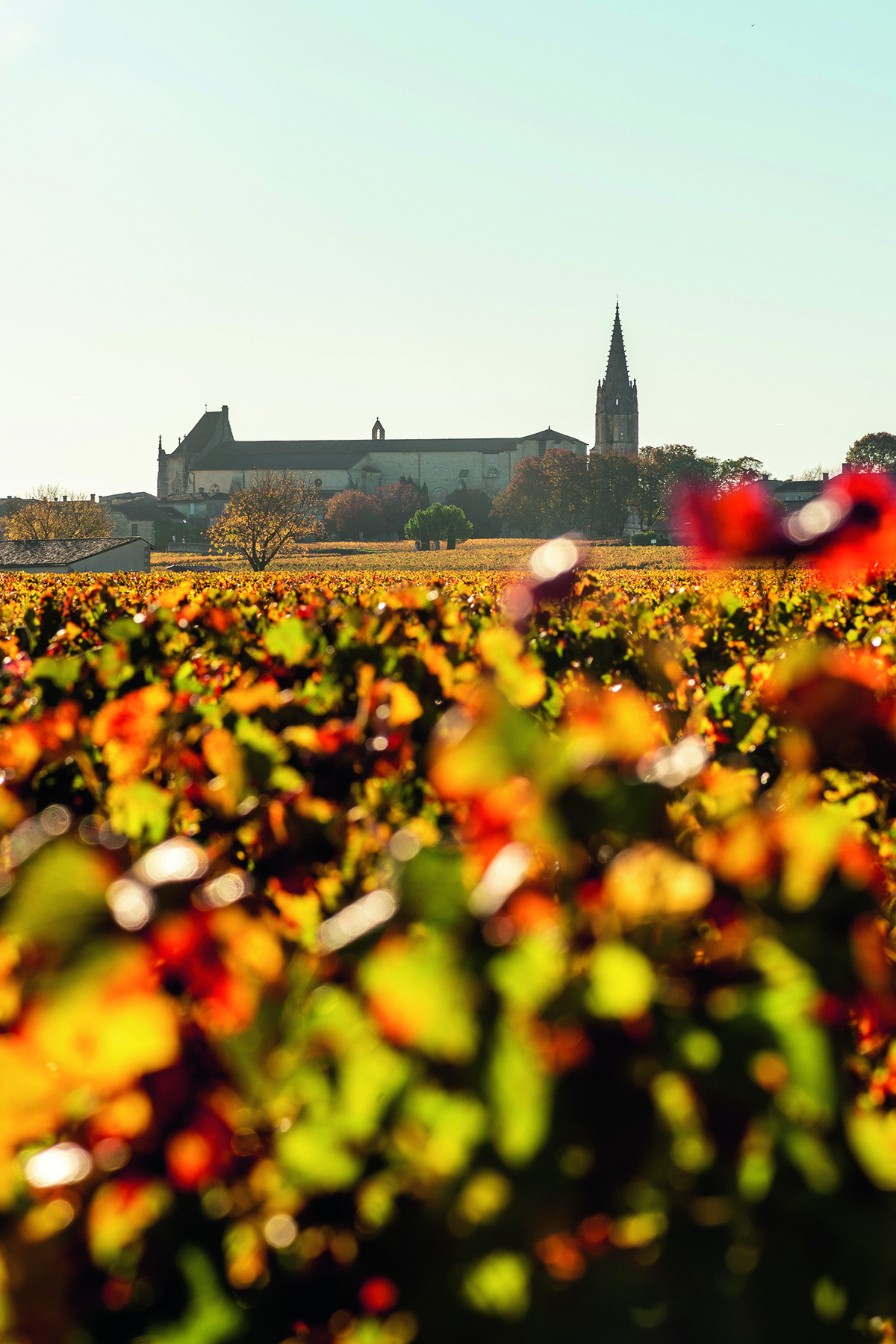 Flowers and leave with a church and it's spire in the background