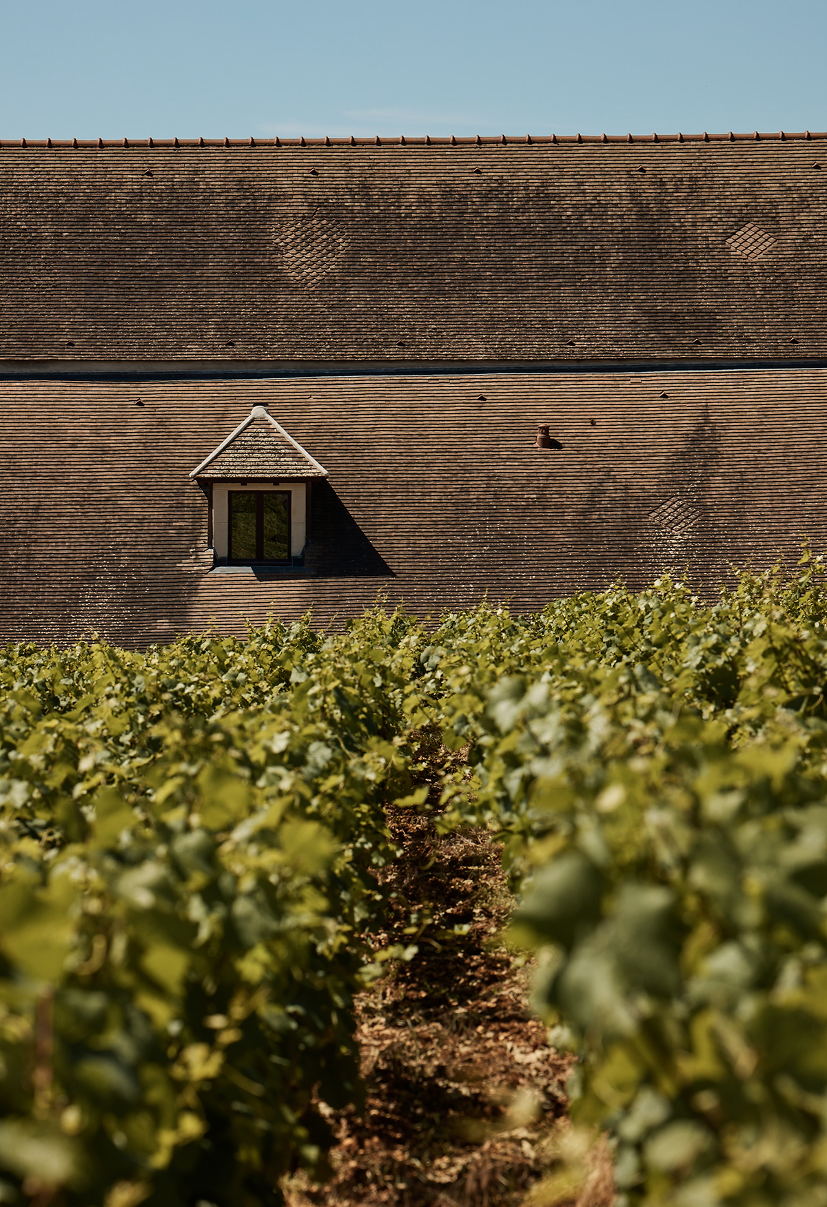 brown roof with rows of vines