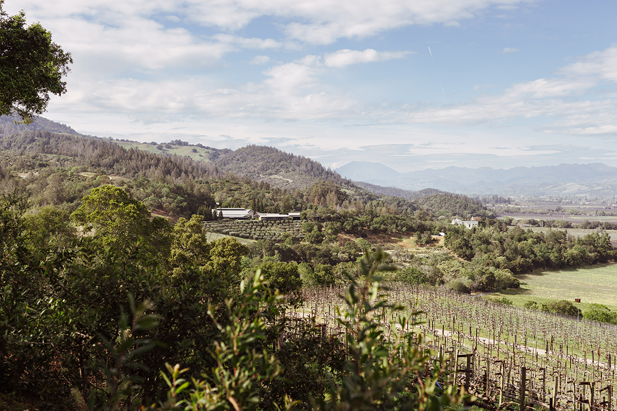 hills and vineyards and a blue sky